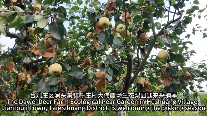视听山东|台儿庄区涧头集镇呼庄村大伟鹿场生态梨园