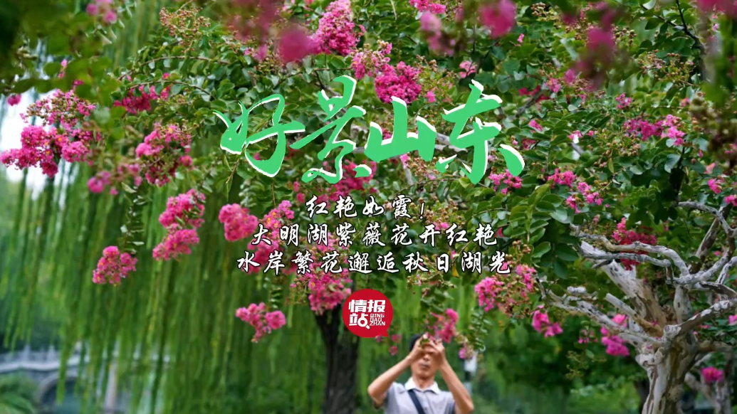 果然视频·好景山东|大明湖紫薇花开红艳，水岸繁花邂逅秋日湖光