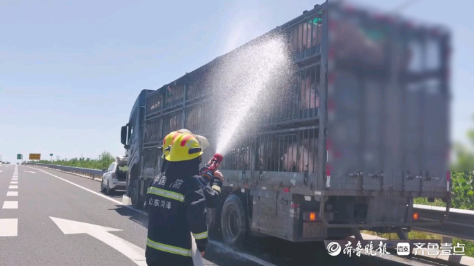 果然视频|货车抛锚致所载活猪“中暑”，消防员到场喷水降温救急