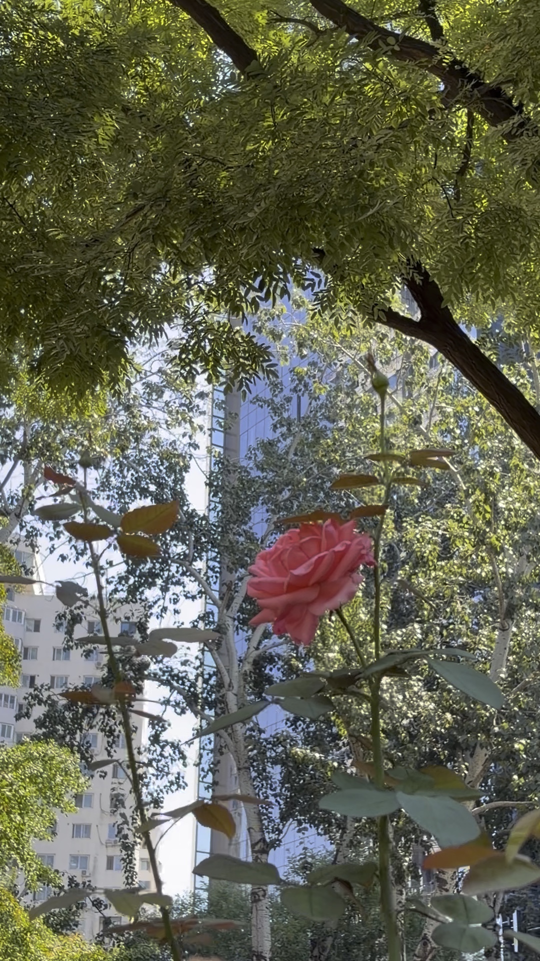 鲜花与大树
