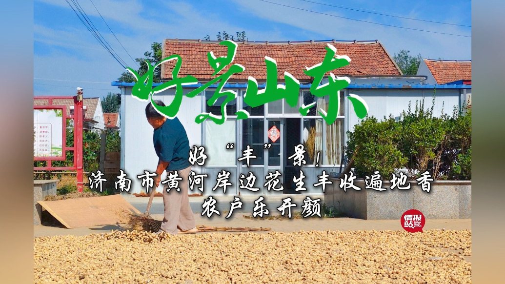 果然视频·好景山东|好“丰”景！济南市黄河岸边花生丰收遍地香