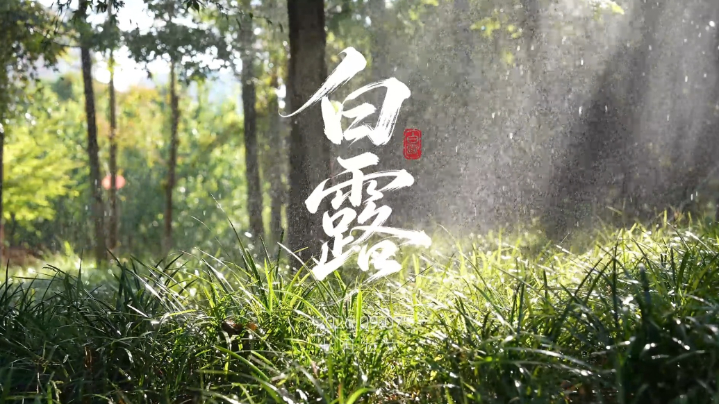 果然视频|时令·白露