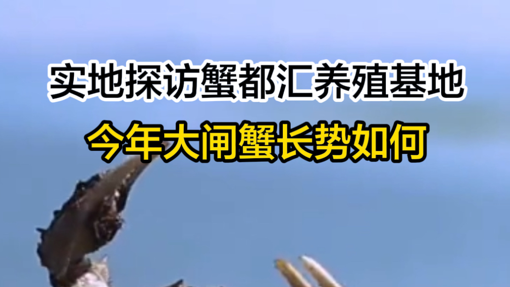  实地探访蟹都汇养殖基地，看看今年大闸蟹长势如何？