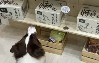 新兴宠物品牌如何读懂年轻人的“毛孩子”经济学