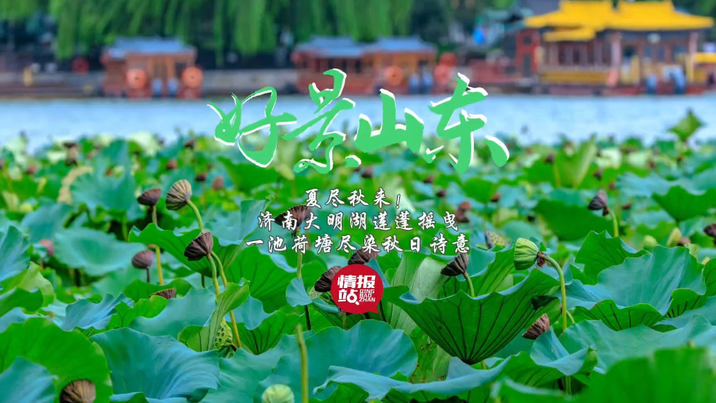果然视频·好景山东|济南大明湖莲蓬摇曳，一池荷塘尽染秋日诗意