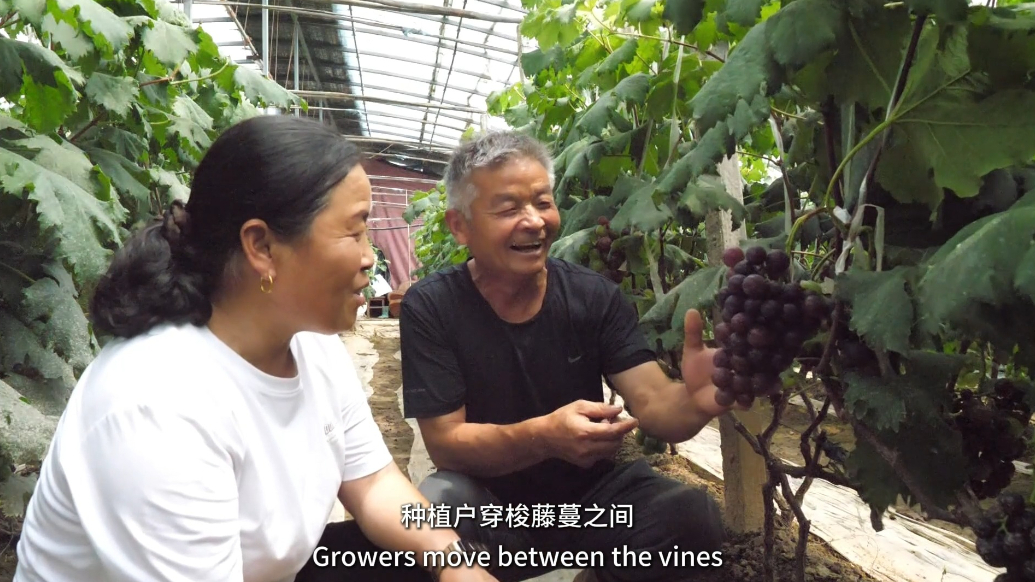 Ramble Shandong漫步山东|东阿县陈集镇：特色林果富农家