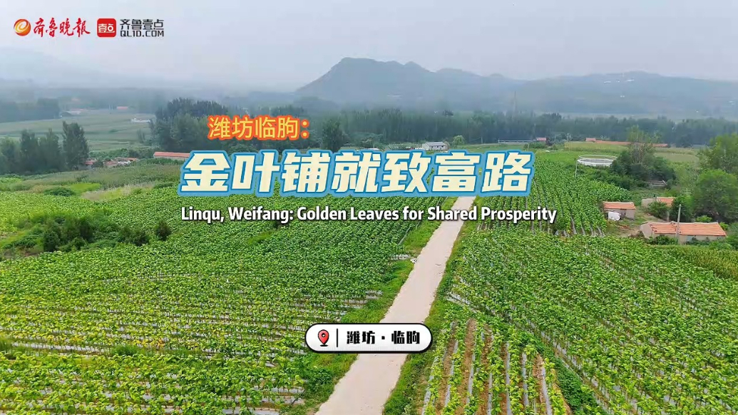 潍坊临朐：金叶铺就致富路
