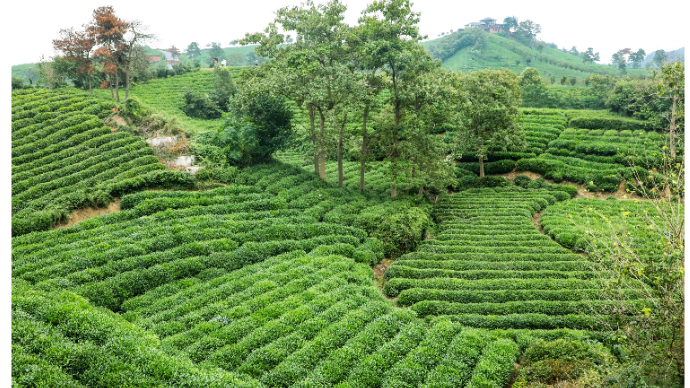 摄影师史奎华带您走进河南信阳文新万亩茶山