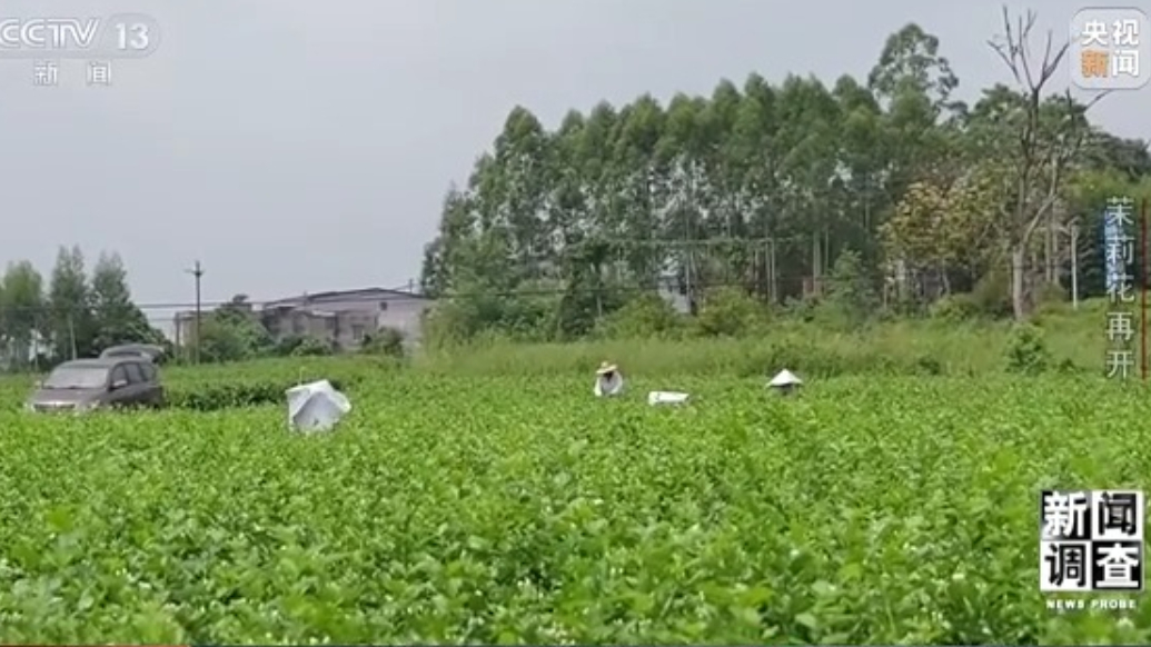 “只要地里有花 生活就有盼头”，广西横州灾后茉莉花再开