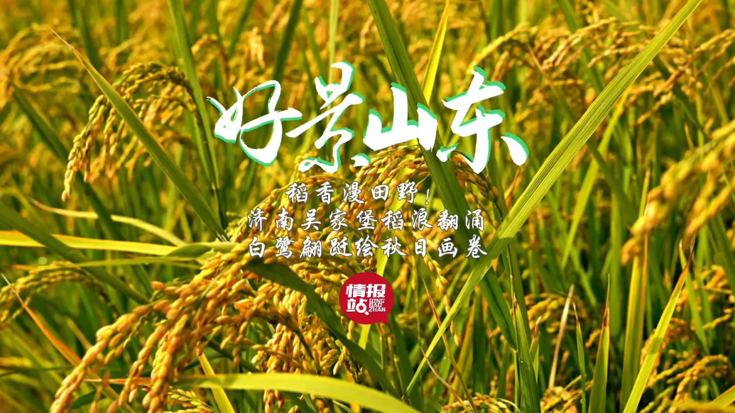 果然视频·好景山东|济南吴家堡稻浪翻涌，白鹭翩跹绘秋日画卷