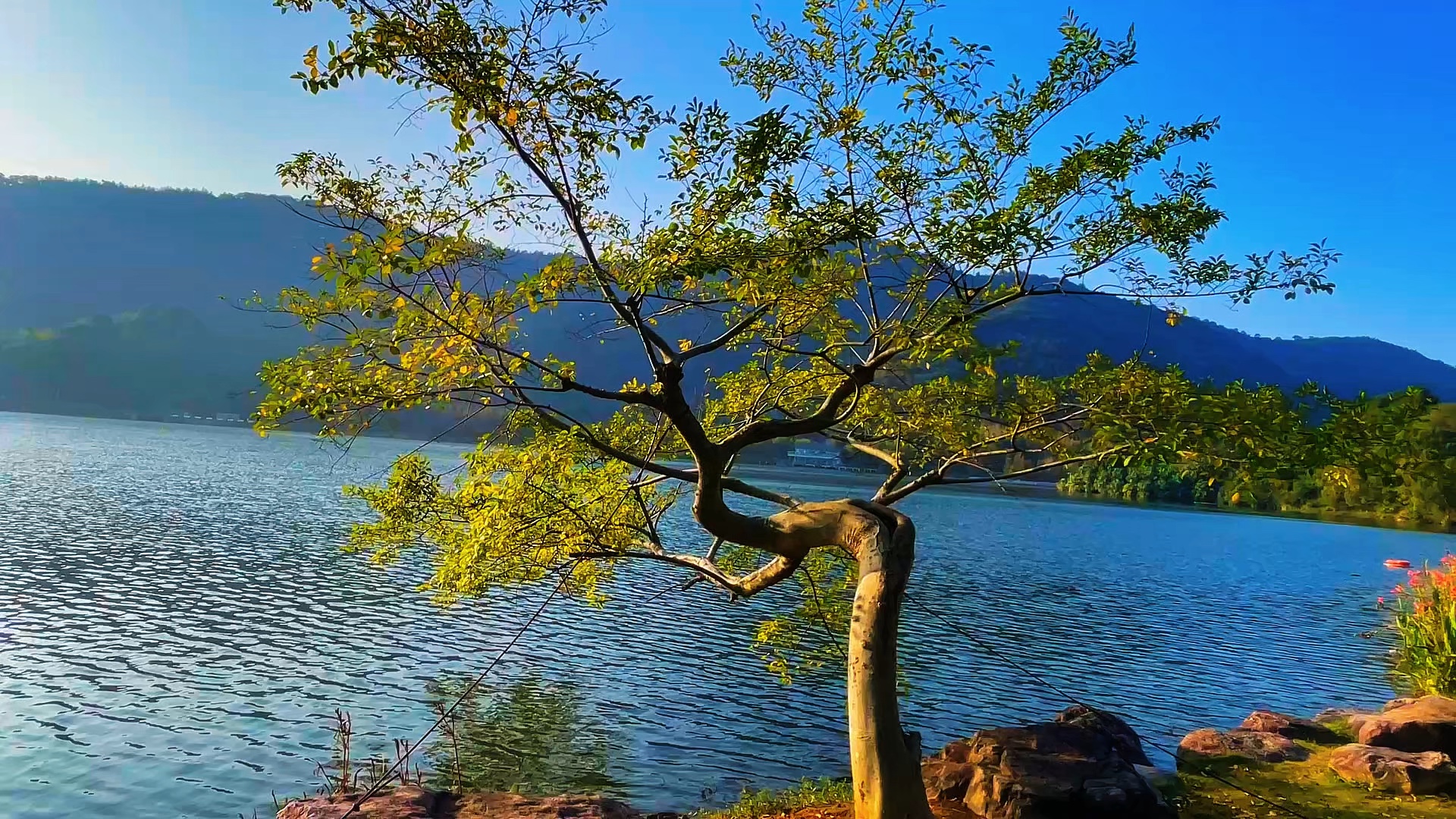 身曲心犹劲，临水自成景