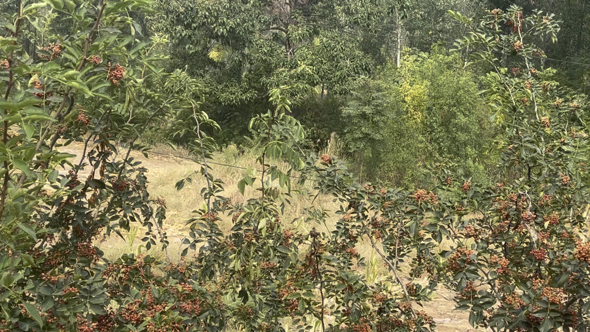 租来山的花椒燃红了山峦.摄影秋枫