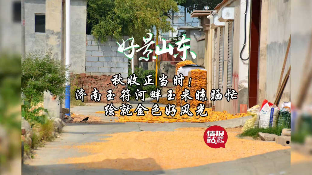 果然视频·好景山东|济南玉符河畔玉米晾晒忙，绘就金色好风光！