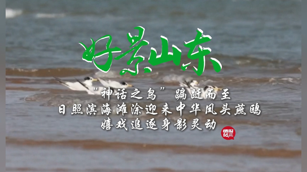 果然视频·好景山东|如约而至！中华凤头燕鸥日照海滨嬉戏追逐