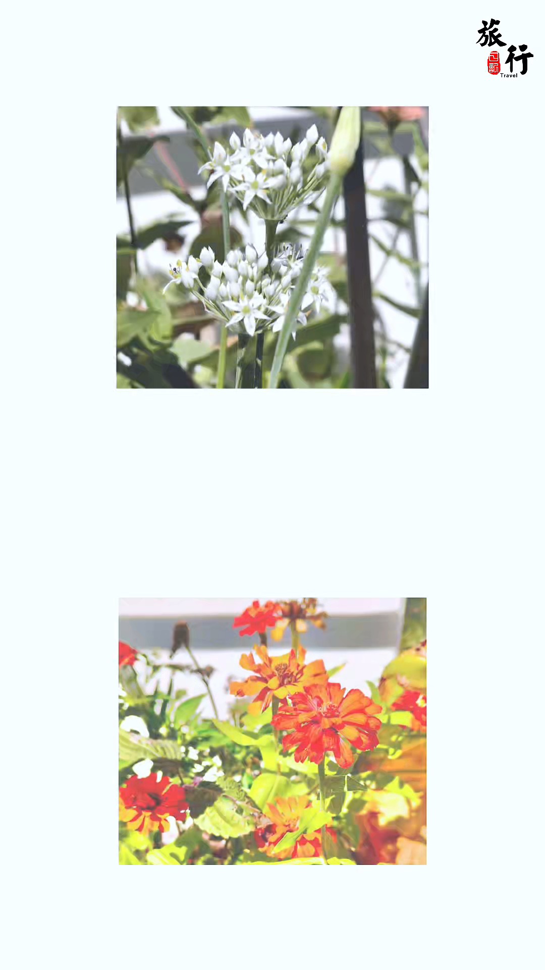一花一草也成趣