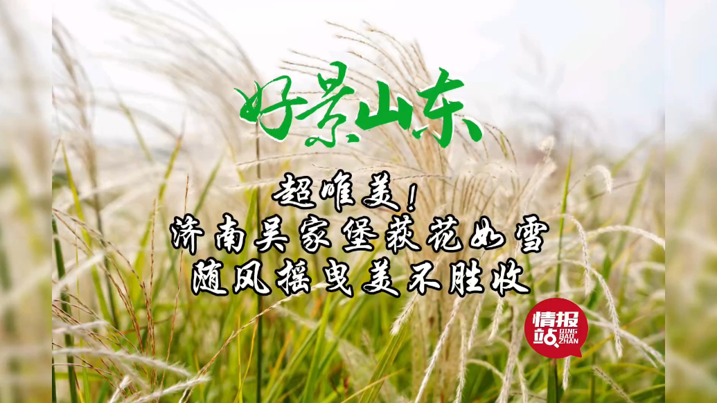 果然视频·好景山东|济南吴家堡荻花如雪，随风摇曳美不胜收！