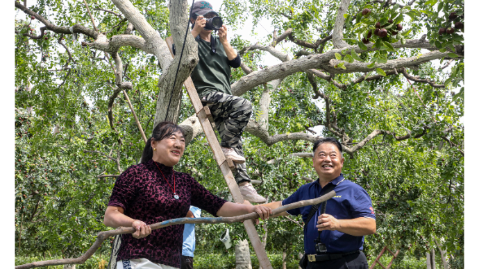 山东茌平：温陈街道杨牤牛村百年老枣树喜获大丰收