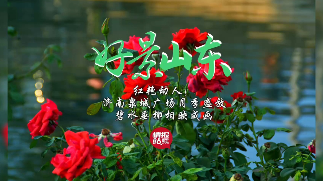 果然视频·好景山东|济南泉城广场月季盛放，碧水垂柳相映成画