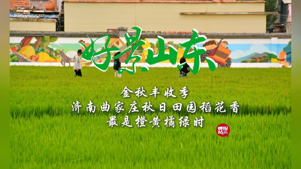 果然视频·好景山东|金秋丰收季！济南曲家庄秋日田园稻花香