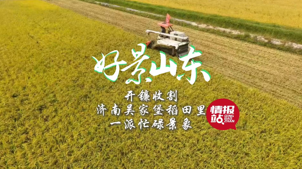 果然视频·好景山东|开镰收割！济南吴家堡稻田里一派忙碌景象