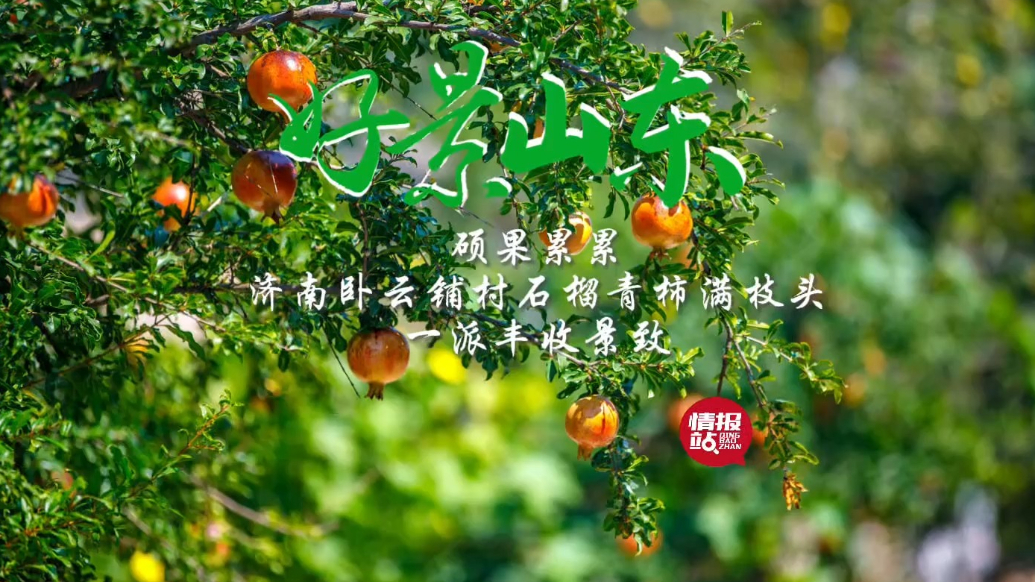 果然视频·好景山东|济南卧云铺村石榴青柿满枝头，一派丰收景致