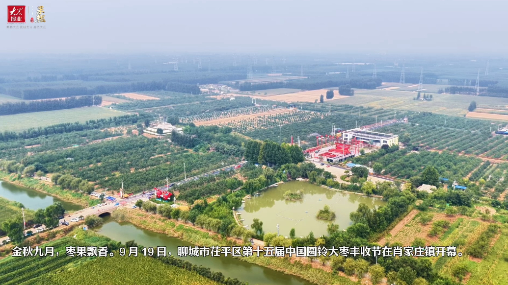 跨越国界的丰收喜悦：外籍学子在茌平枣园体验打枣