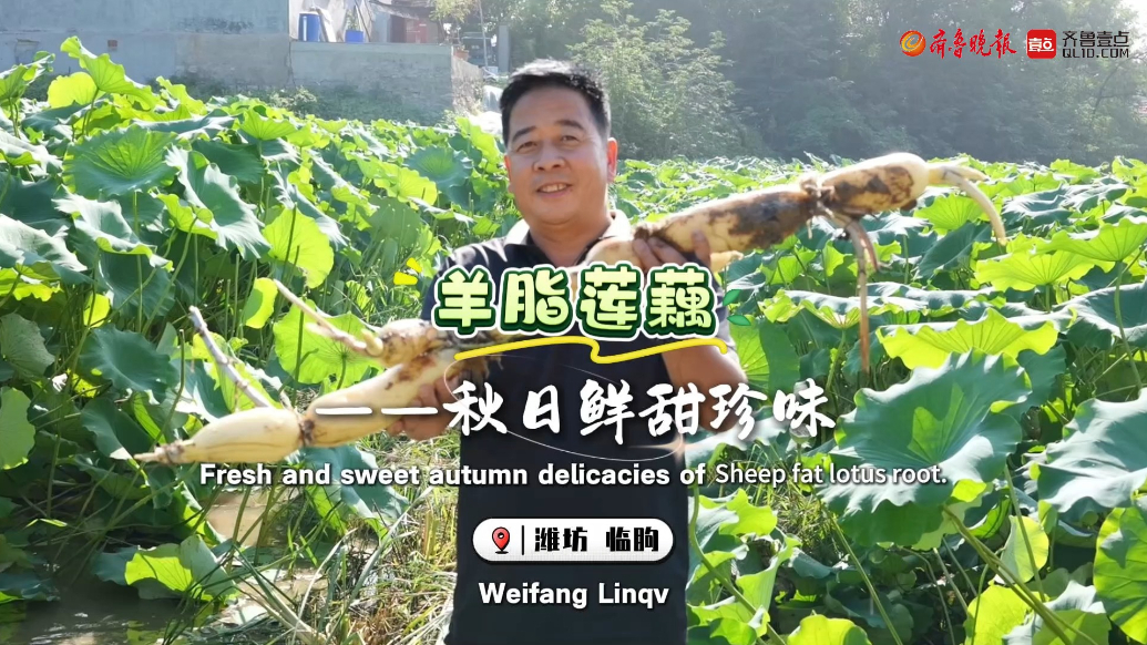 潍坊临朐：山泉润藕，秋日鲜珍