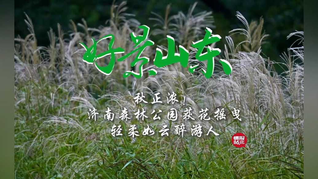果然视频·好景山东|济南森林公园荻花摇曳，轻柔如云醉游人