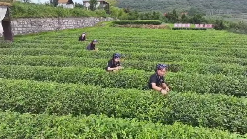 山东五莲：茶薯融合赋能乡村振兴