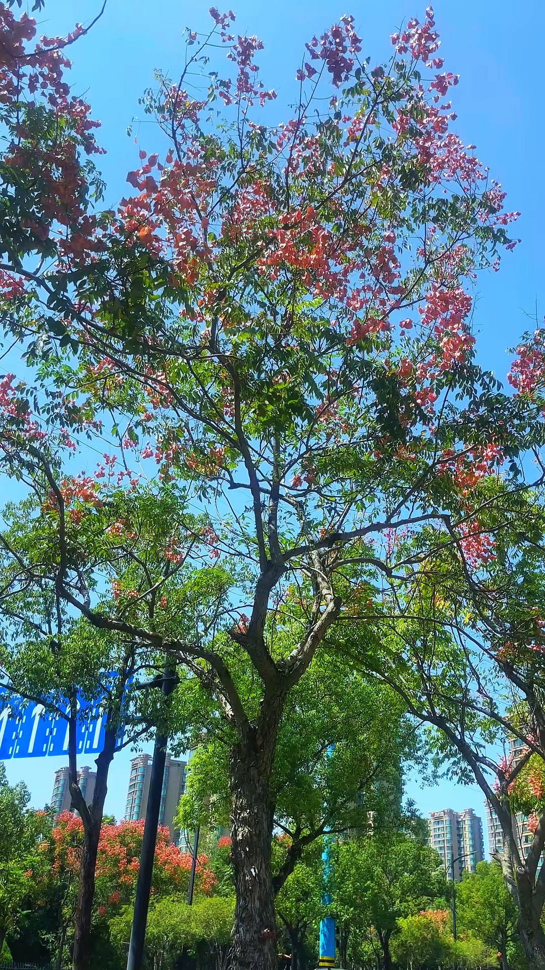 蓝天作幕，栾树写秋
