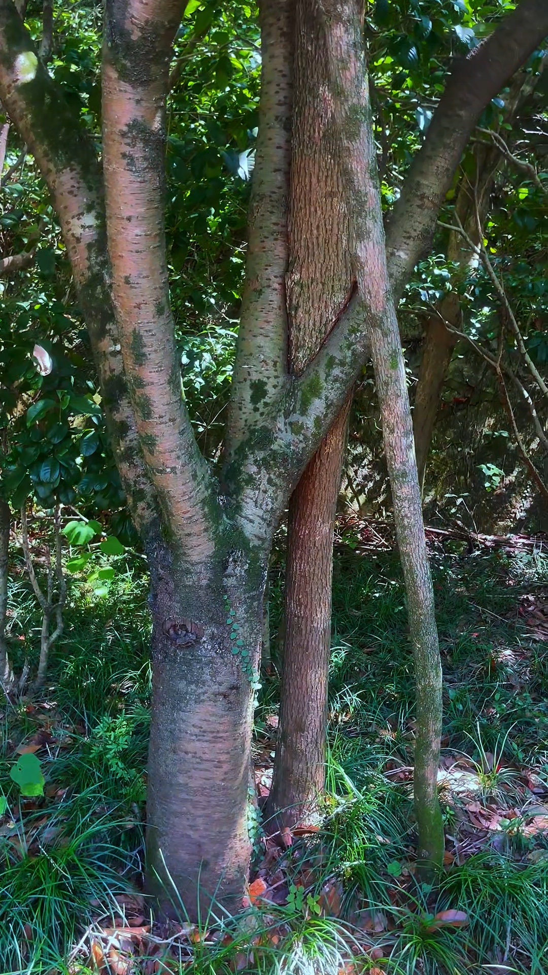 树干相交，守望共生
