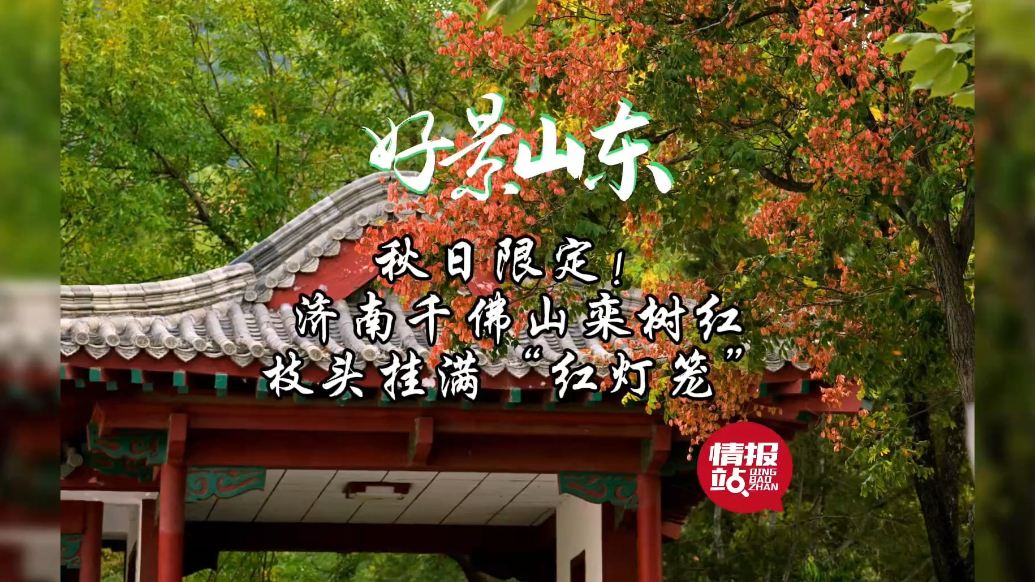 果然视频·好景山东|济南千佛山秋日栾树红，枝头挂满“红灯笼”