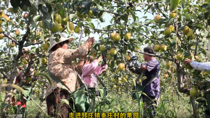 视听山东|台儿庄区邳庄镇梨果迎来大丰收