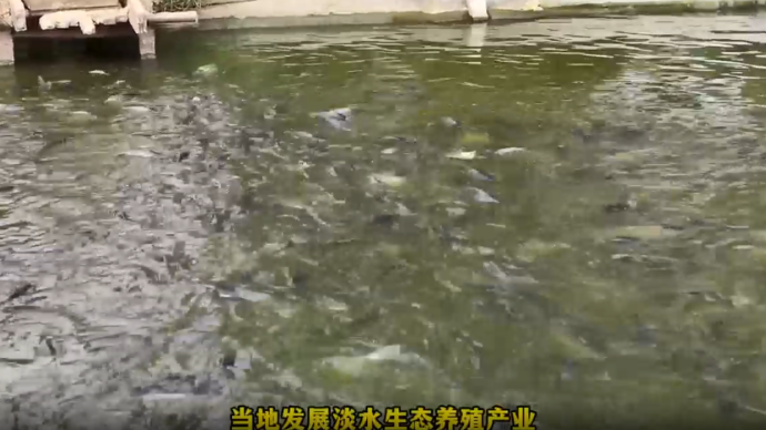 视听山东|台儿庄区邳庄镇涛沟桥村小鱼塘变聚宝塘