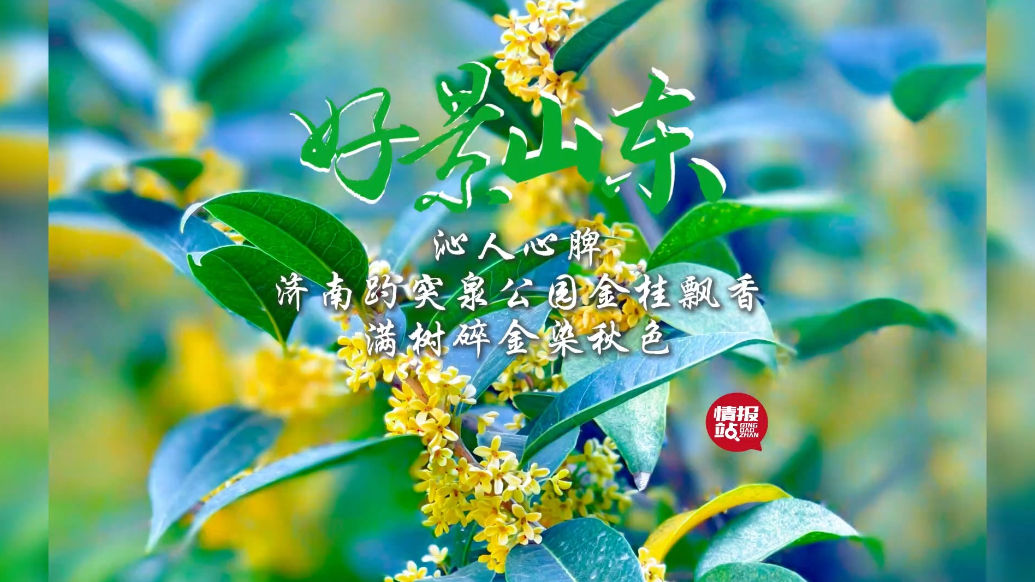 果然视频·好景山东|济南趵突泉公园金桂飘香，满树碎金染秋色