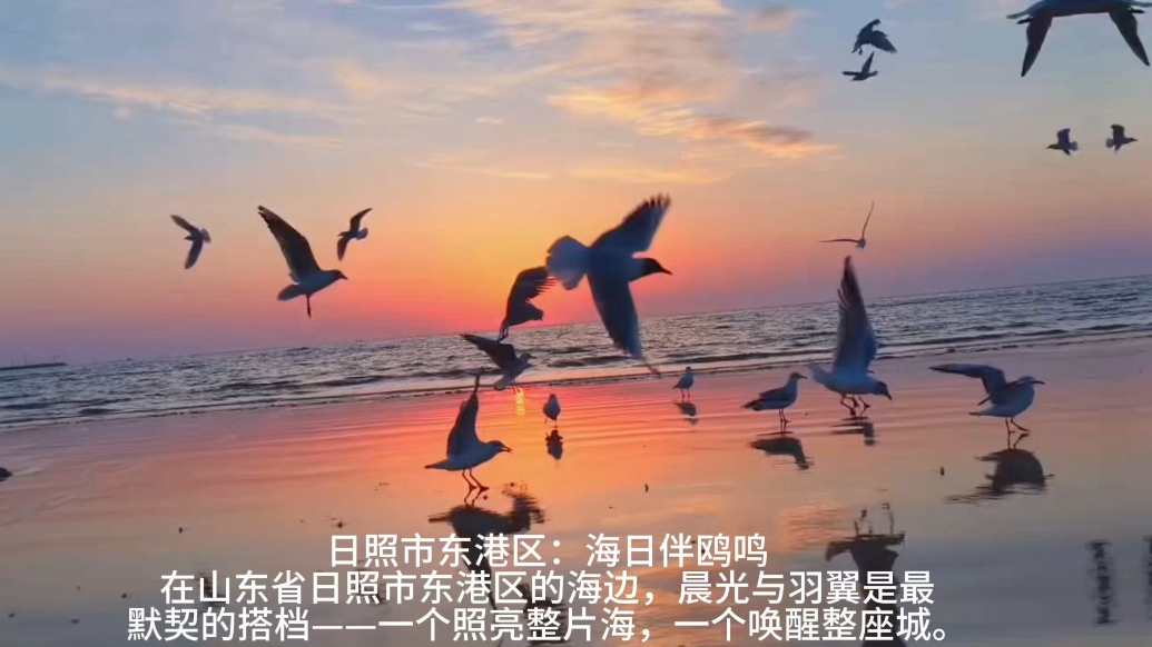 果然视频丨日照市东港区：海日伴鸥鸣