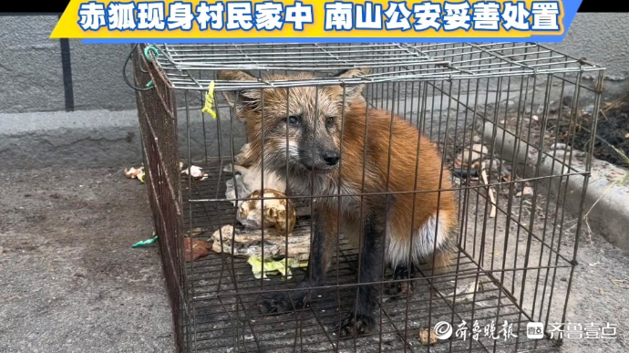 赤狐觅食误入鸡笼，南山公安携手林业部门将其放归