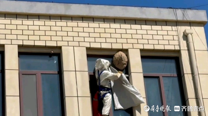 果然视频|一办公楼窗外挂着巨型马蜂窝，消防员用编织袋将其清除