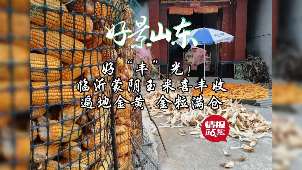 果然视频·好景山东|临沂蒙阴玉米喜丰收，遍地金黄金粒满仓！