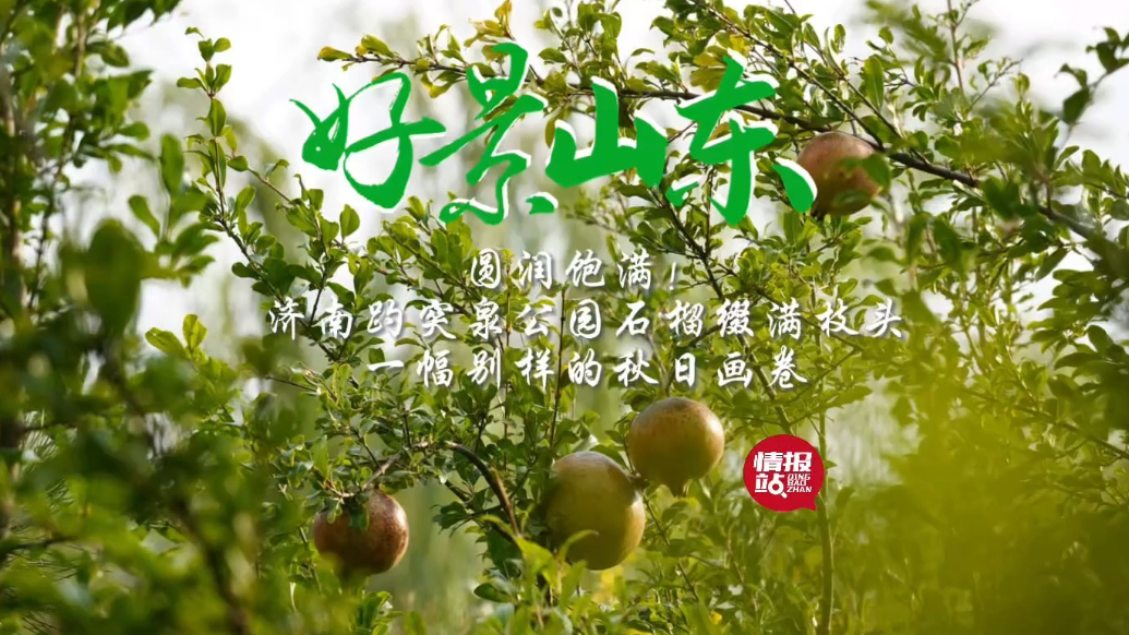 果然视频·好景山东|济南趵突泉公园石榴缀枝头，别样的秋日画卷