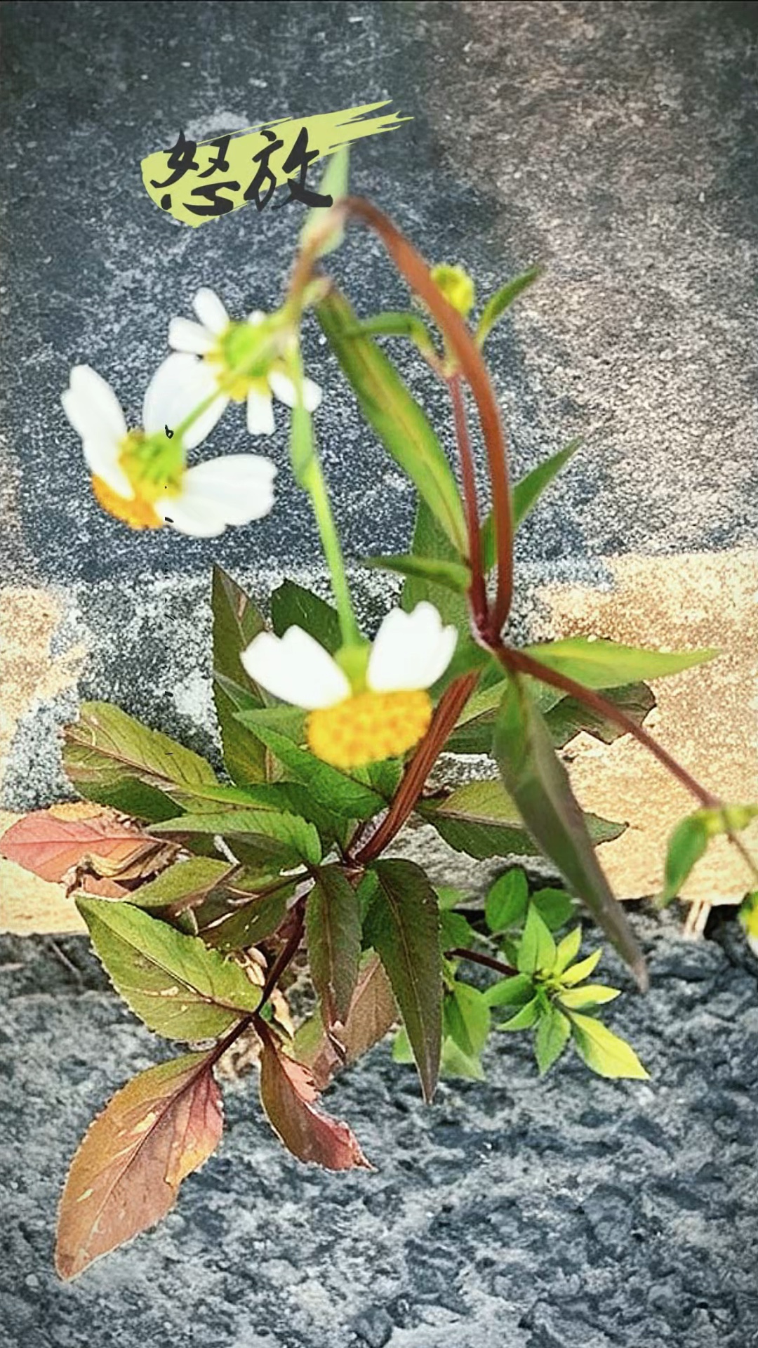 石缝藏生机，弱枝亦开花