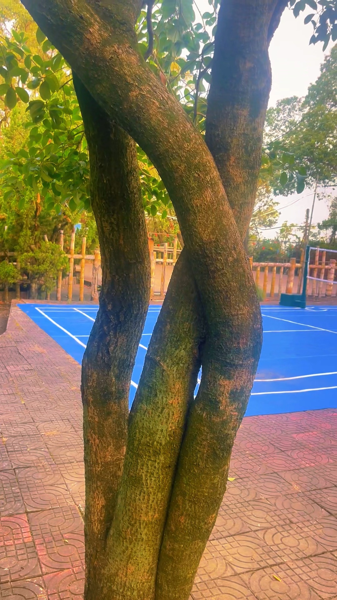 同心承风雨，携手向云天