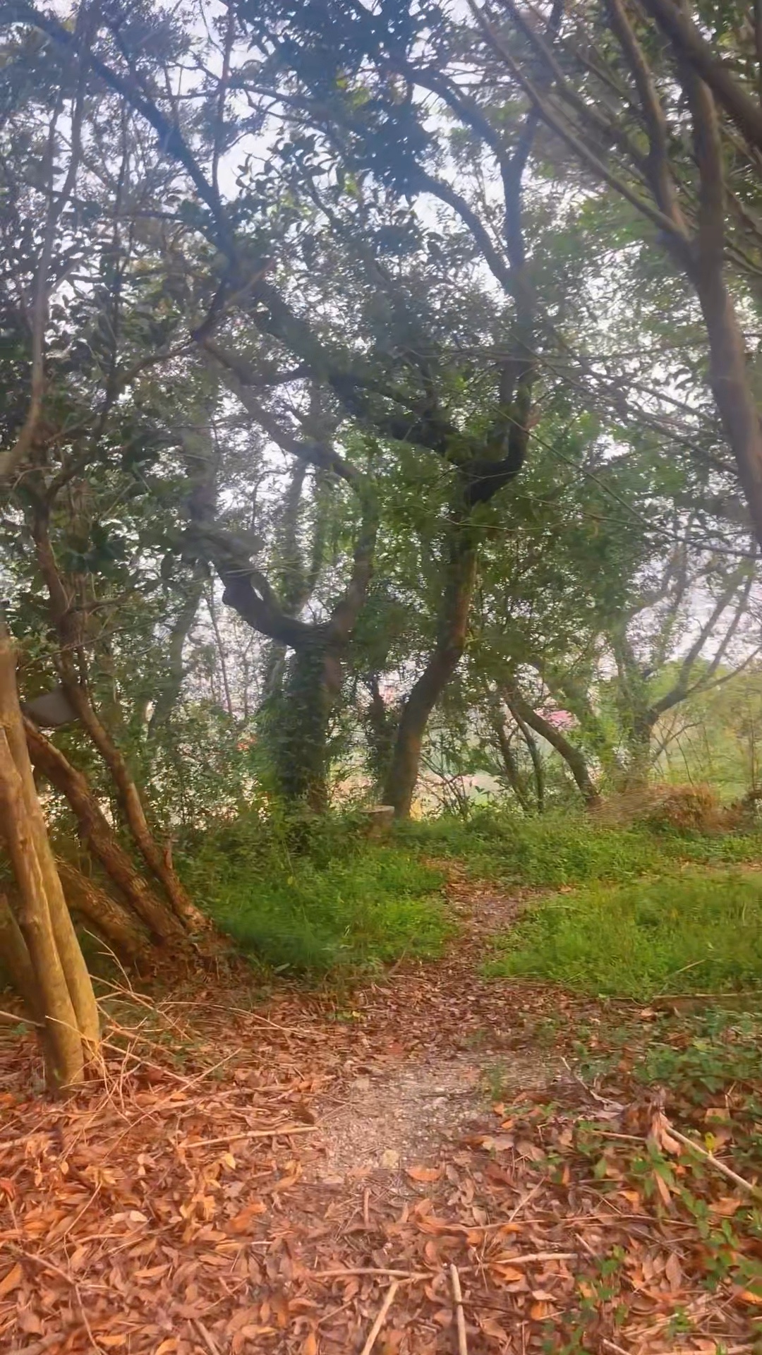 草木凝静气，虫鸣报秋声