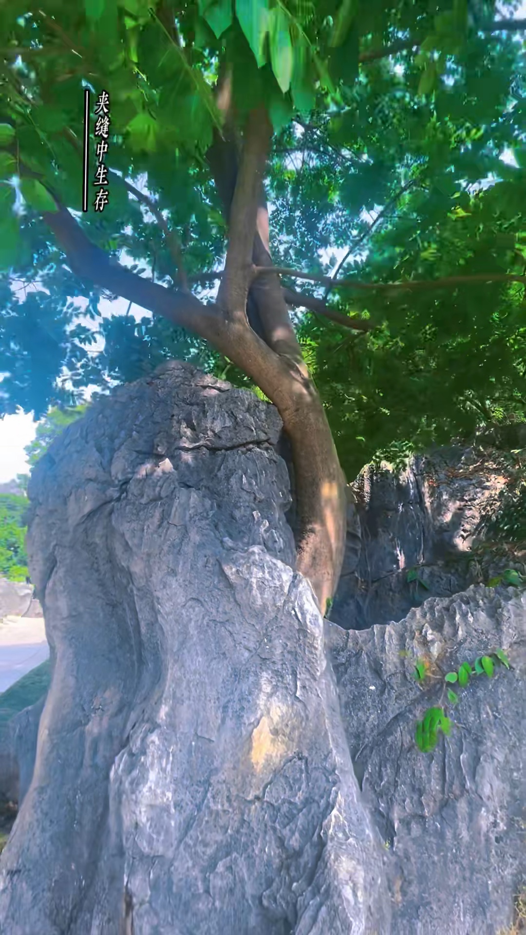 困境不是阻碍，是扎根生长的地方。