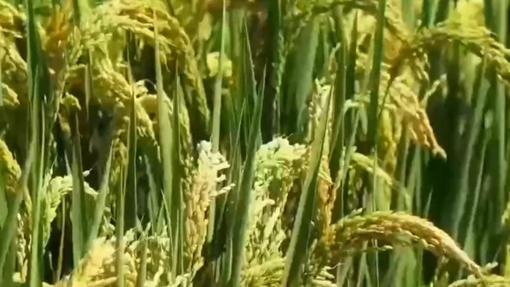 我国夏粮产量首次突破3000亿斤