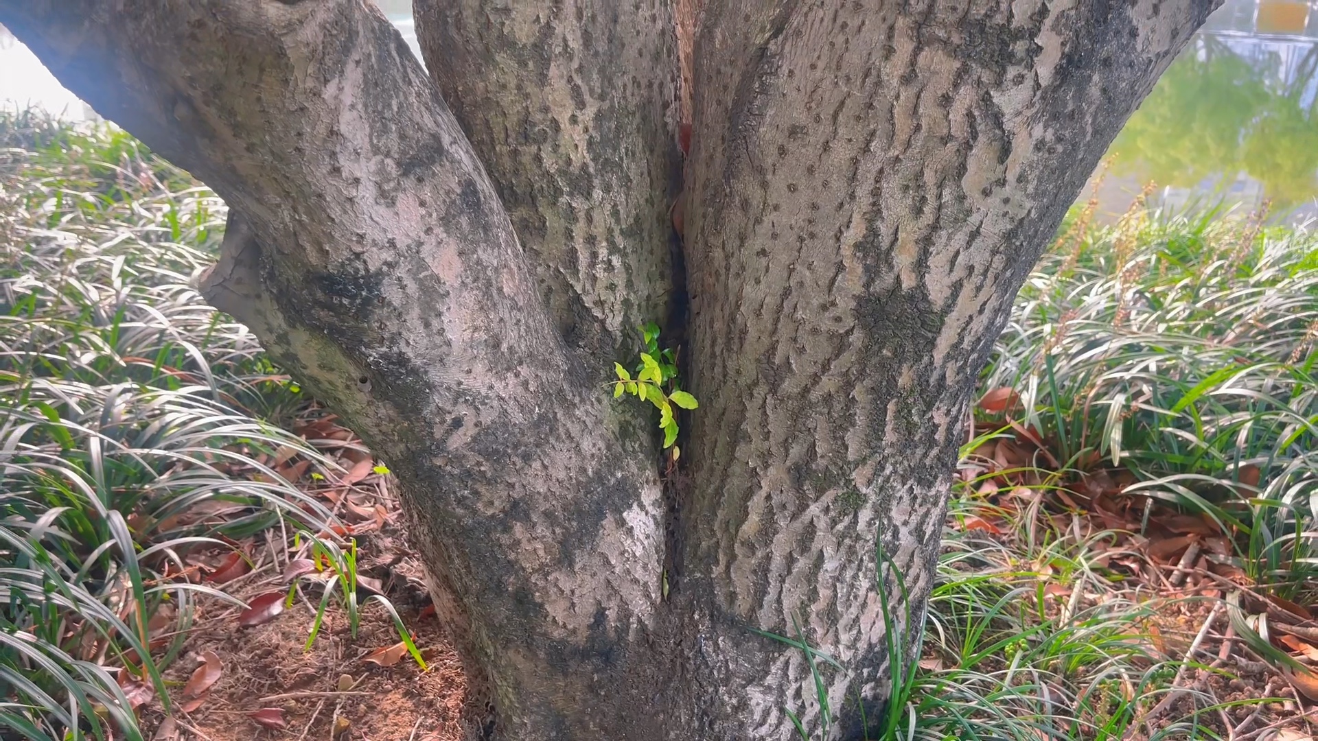 老树藏新芽，岁月续芳华