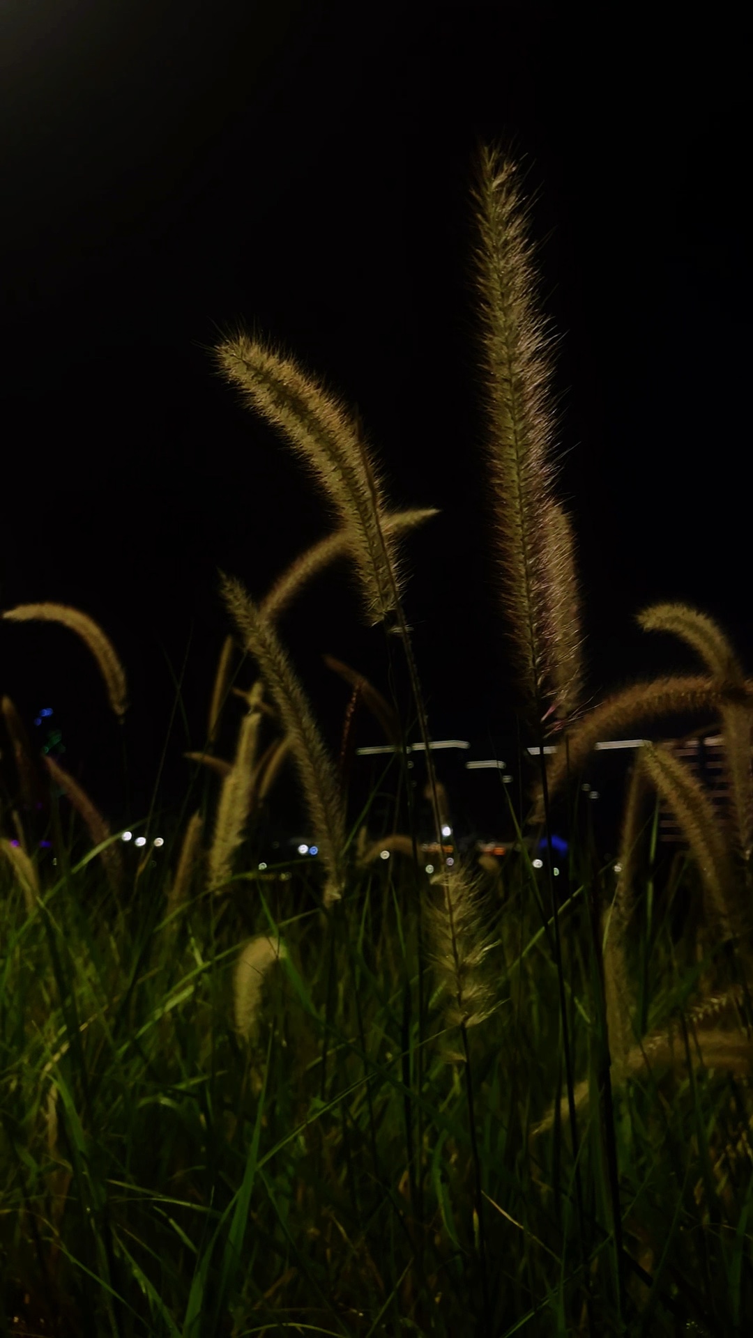 不与繁花争艳，独于夜色抒怀
