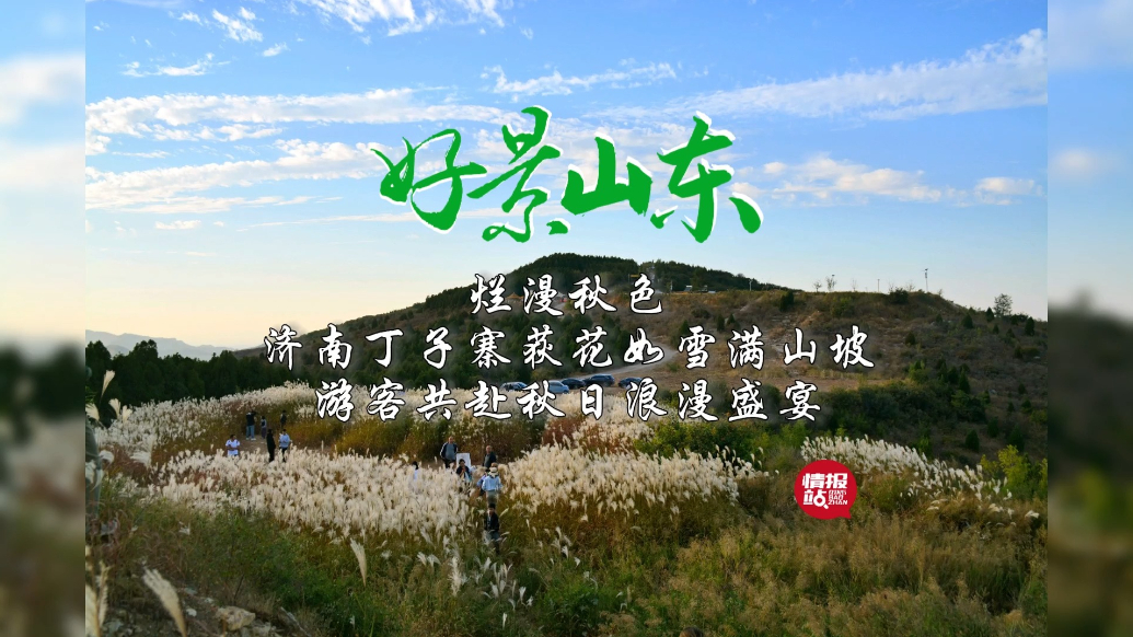 果然视频·好景山东|济南丁子寨荻花如雪满山坡，游客打卡赏秋色