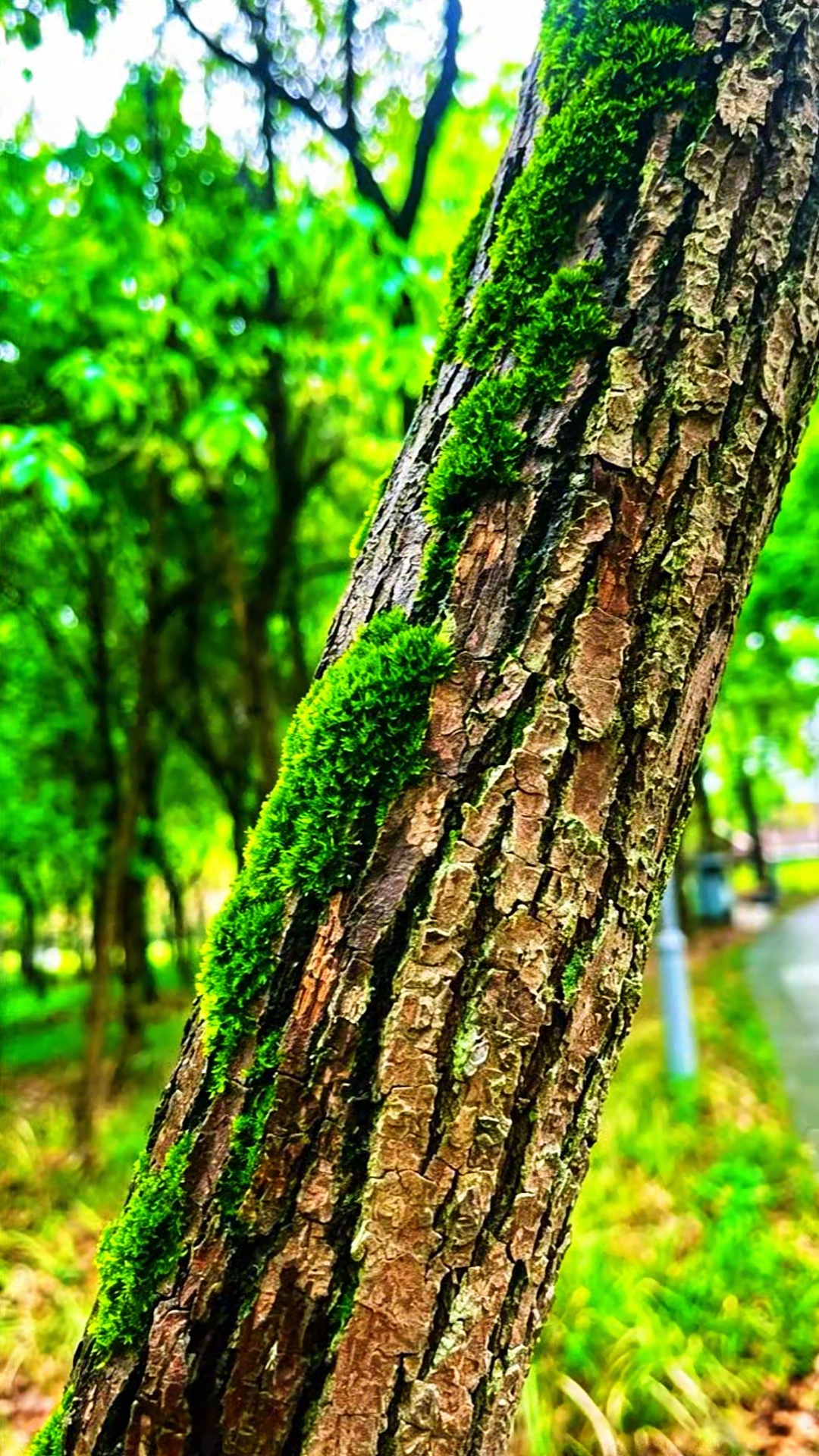 青苔附老树，静看岁月长