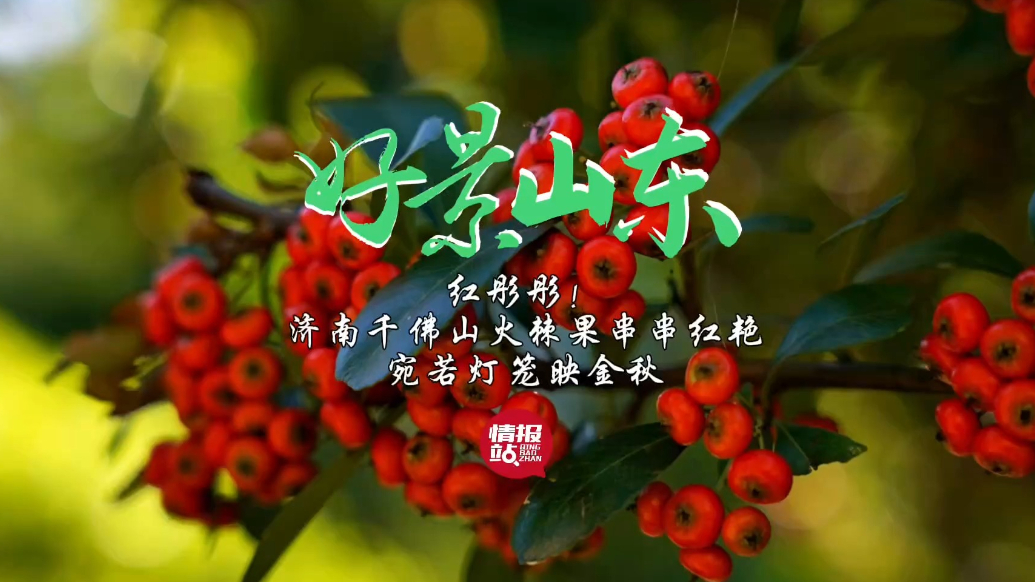 果然视频·好景山东|济南千佛山火棘果串串红艳，宛若灯笼映金秋